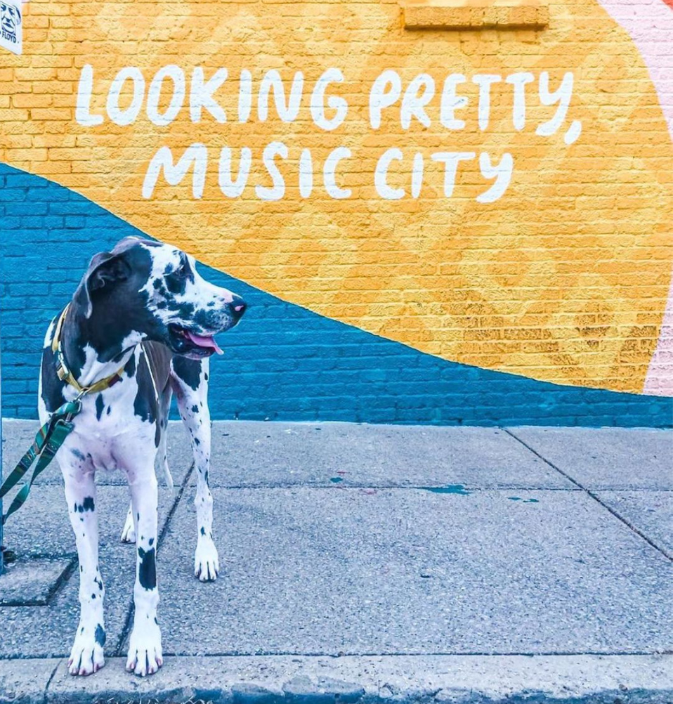 Dog Friendly Patios In Nashville To